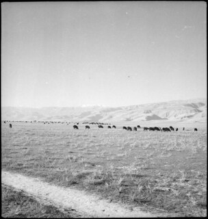 Afghanistan: Landschaft; Tiere auf einer Weide, im Hintergrund Berge