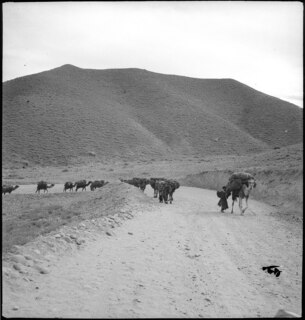 Afghanistan, Lataband-Pass: Landschaft; Eine Kamel-Karawane auf einer Bergstrasse