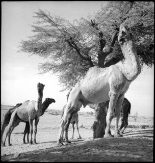 Britisch-Indien, zwischen Peshawar und Lahore: Tiere; Kamele auf einer Ebene beim Fressen