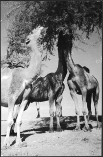 Tamarisken (Futtermangel bei Peshawar)