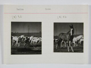 Britisch-Indien, Indore: Tiere; Karteikarte: Pferde vor einem Gebäude