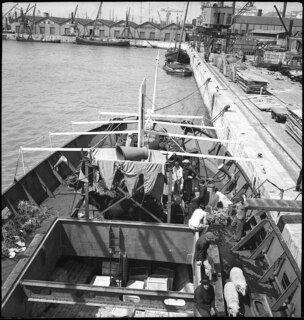 Portugal, Lissabon (Lisboa): Schiff Silva Gouveia; Männer und Tiere an Deck eines Schiffes mit der Flagge des Roten Kreuzes