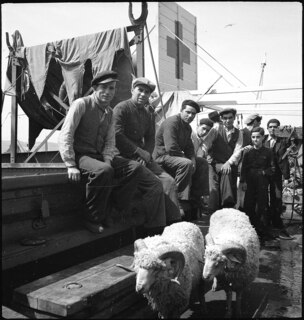 Portugal, Lissabon (Lisboa): Schiff Silva Gouveia; Männer und Tiere an Deck eines Schiffes mit der Flagge des Roten Kreuzes