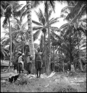 Portugal, San Thomé (São Tomé und Príncipe): Menschen; Männer und Frauen beim Sammeln von Kokosnüssen unter Palmen