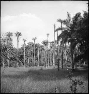 Portugal, San Thomé (São Tomé und Príncipe): Palmen; Palmen am Waldrand