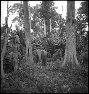 Belgisch-Kongo: Elefanten bei Aketi; Elefantenherde im Urwald