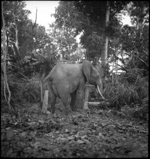 Belgisch-Kongo: Elefanten bei Aketi; Einzelner Elefant im Urwald