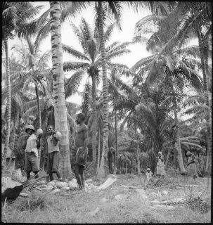 Portugal, San Thomé (São Tomé und Príncipe): Menschen; Männer und Frauen beim Sammeln von Kokosnüssen unter Palmen