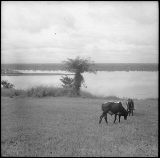 Der Kongo bei Lisala, ca 1200 km stromaufwärts von Leopoldville. Lisala liegt auf einem Hügel-.Posten mit 30-40 weissen Beamten u. belg. oder portug. Händlern. 5 km von Lisala die B.M.S. (Babtist Missionary Society) von Upoto. (Schlechte Aufnahmen) | [handschriftlicher Eintrag auf Karteikarte]39