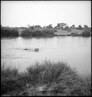 Belgisch-Kongo, Parc National Albert (Parc National des Virunga): Fluss Rutshuru; Zwei Flusspferde schwimmend im Fluss Rutshuru mit Savannenlanschaft im Hintergrund
