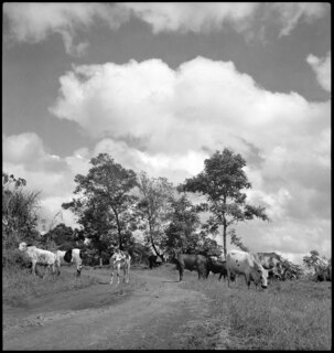Belgisch-Kongo, Nioka: Tiere; Mehrere Kühe stehen auf einem Feldweg neben einer Wiese