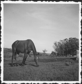Belgisch-Kongo, Nioka: Tiere; Pferd steht auf einer Weide mit weiterem Pferd und Baumgruppe im Hintergrund