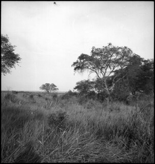 Belgisch-Kongo, Eduardsee: Landschaft; Savannenlandschaft mit hohen Gräsern und einzelnen Bäumen