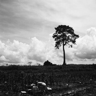 Belgisch-Kongo, Thysville (Mbanza Ngungu): Landschaft; Beschilderte Plantage mit drei Personen und Hund im Vordergrund
