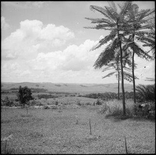 Belgisch-Kongo, Thysville (Mbanza Ngungu): Landschaft; Sanfte Hügellandschaft mit einigen Büschen und niedrigen Baumgruppen