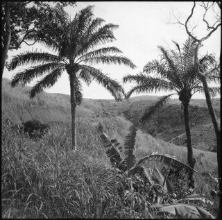 Belgisch-Kongo, Thysville (Mbanza Ngungu): Landschaft; Steppenartige Hügellandschaft mit Palmen im Vordergrund