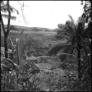 Belgisch-Kongo, Thysville (Mbanza Ngungu): Landschaft; Hügelkette mit Bäumen und hohem Gras im Vordergrund