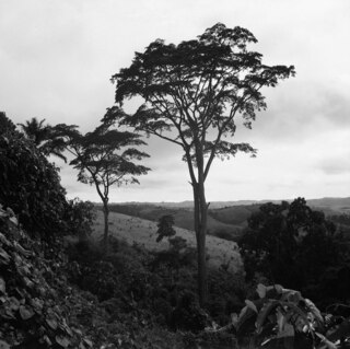 Belgisch-Kongo, Thysville (Mbanza Ngungu): Landschaft; Hügelkette mit zwei Bäumen im Vordergrund