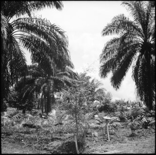 Belgisch-Kongo, Thysville (Mbanza Ngungu): Landschaft; Beschilderte Anpflanzung von Palmen (?)