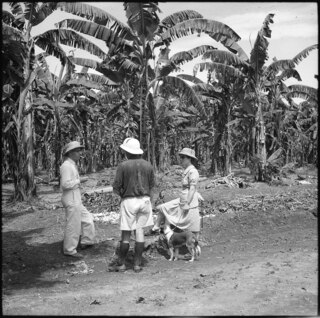 Belgisch-Kongo, Thysville (Mbanza Ngungu): Landschaft; Drei Personen mit Tropenhüten und mit einem Hund an der Leine stehen vor einer Palmenplantage