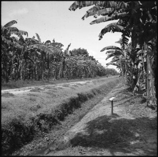 Belgisch-Kongo, Thysville (Mbanza Ngungu): Landschaft; Feldweg welcher durch eine Palmenplantage hindurch führt
