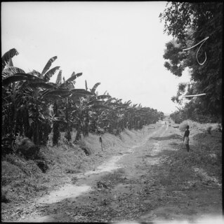 Belgisch-Kongo, Thysville (Mbanza Ngungu): Landschaft; Feldweg welcher durch eine Palmenplantage hindurch führt mit einigen Personen im Hintergrund
