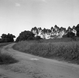 Belgisch-Kongo, Thysville (Mbanza Ngungu): Landschaft; Wegbiegung mit Eukalyptusbäumen im Hintergrund