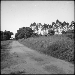 Belgisch-Kongo, Thysville (Mbanza Ngungu): Landschaft; Feldweg mit Eukalyptusbäumen im Hintergrund