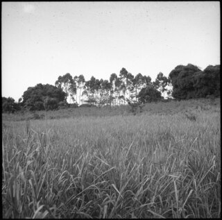 Belgisch-Kongo, Thysville (Mbanza Ngungu): Landschaft; Wiese mit Eukalyptusbäumen im Hintergrund