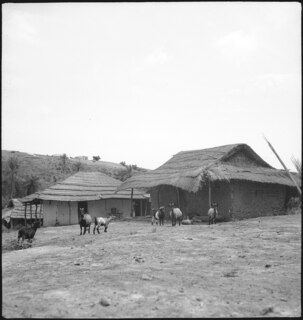 Belgisch-Kongo, Thysville (Mbanza Ngungu): Landschaft; Mehrere Ziegen stehen vor Lehm- und Strohhütten auf einem unasphaltierten Platz