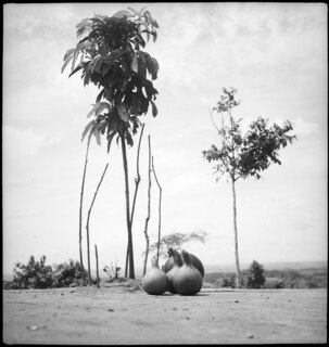 Belgisch-Kongo, Thysville (Mbanza Ngungu): Landschaft; Mehrere Kalebassen liegen auf dem Boden mit zwei Jungbäumen im Hintergrund