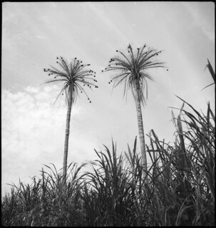 Belgisch-Kongo, Thysville (Mbanza Ngungu): Landschaft; Palmen mit mehreren Vogelnester von Webervögeln an den Zweigenden