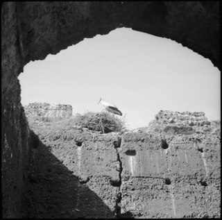 Französisch-Marokko, Rabat: Grabstätte Chellah; Storch steht in seinem Nest auf der Mauer der Ruine