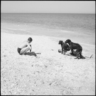 Spanisch-Marokko, Tétouan: Menschen; Herr Daber und Claude Clarac mit den Hunden Ourmès und Poulah spielend am Strand von Tétouan