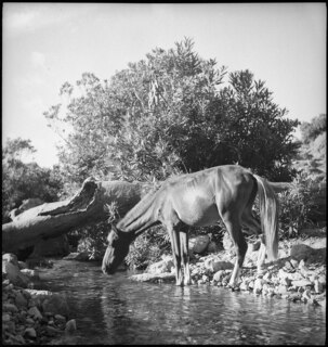Spanisch-Marokko, Tétouan: Landschaft; Pferd trinkt aus einem Bach über dem ein hohler Baumstamm liegt
