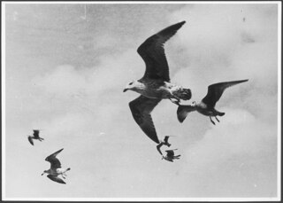 Vögel; Vögel in der Luft