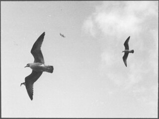Vögel; Vögel in der Luft