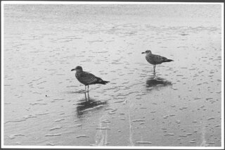 Vögel; Vögel im Wasser