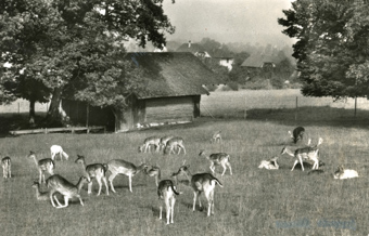 Postkarte Tierpark Hinterberg