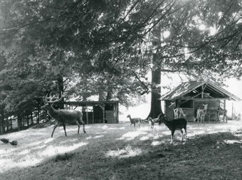 Tierpark Hinterberg