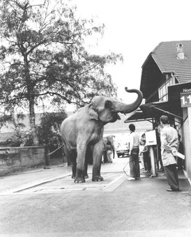 Knie 1980