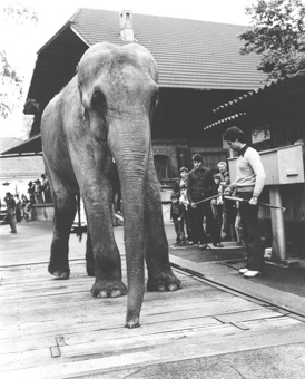Knie 1980