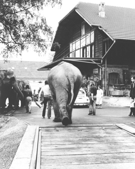 Knie 1980