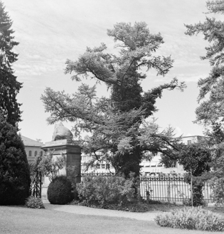 Garten des Historischen Museums, Bern