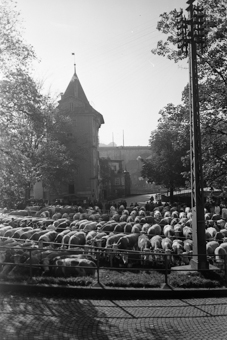 Viehmarkt beim Klösterlistutz, Bern