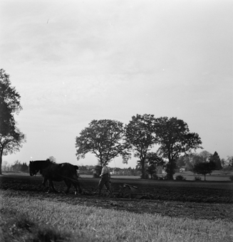Bauer mit Pferden und Pflug, Arbeitskleidung und Peitsche. Im Hintergrund vermutlich südlicher Stadtrand von Bern 
