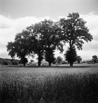 Weizenfeld im Sommer, vier Bäume, im Hintergrund ein Dorf