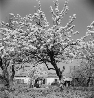 Einstöckiges Wohn- oder Bauernhaus, Gartenzäune, Telefonmasten, blühende Obstbäume
