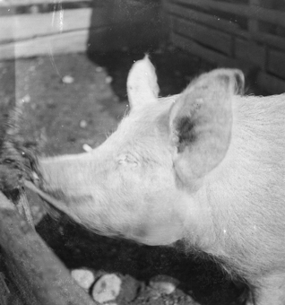 Ferkel