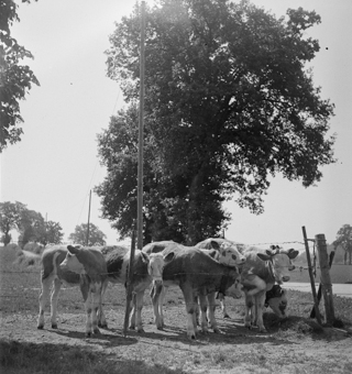 Kälber auf einer Weide